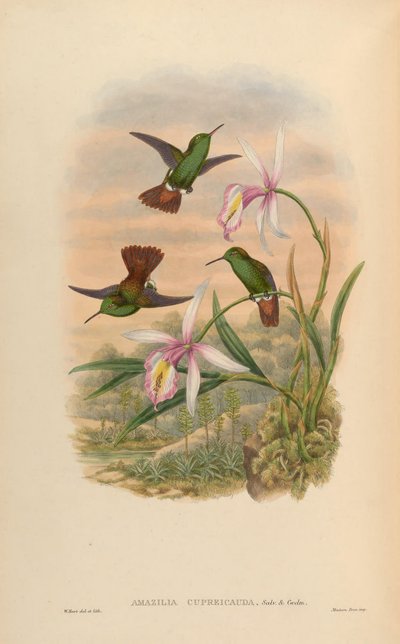 Amazilia cupreicauda by John Gould